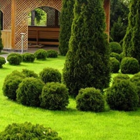 Травяное покрытие для садовой зоны